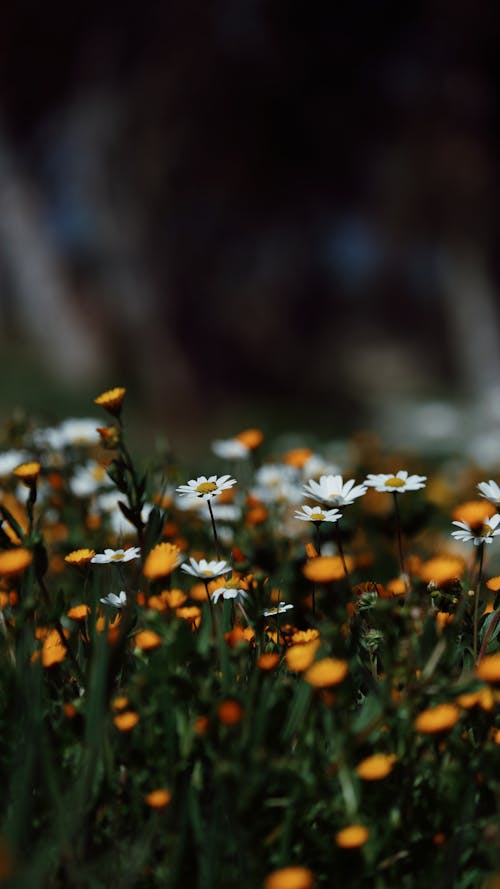 Immagine gratuita di campo di fieno, crescita, fiori