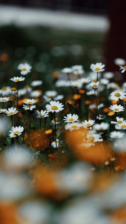 A field of daisies with white and orange flowers