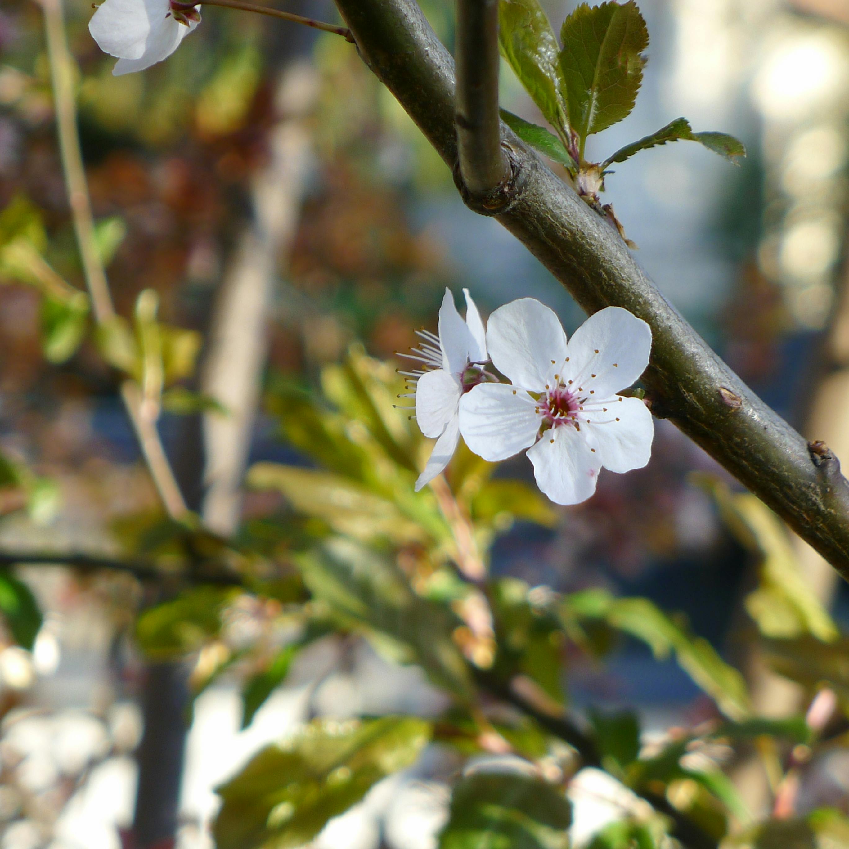 laura dominguez Photography