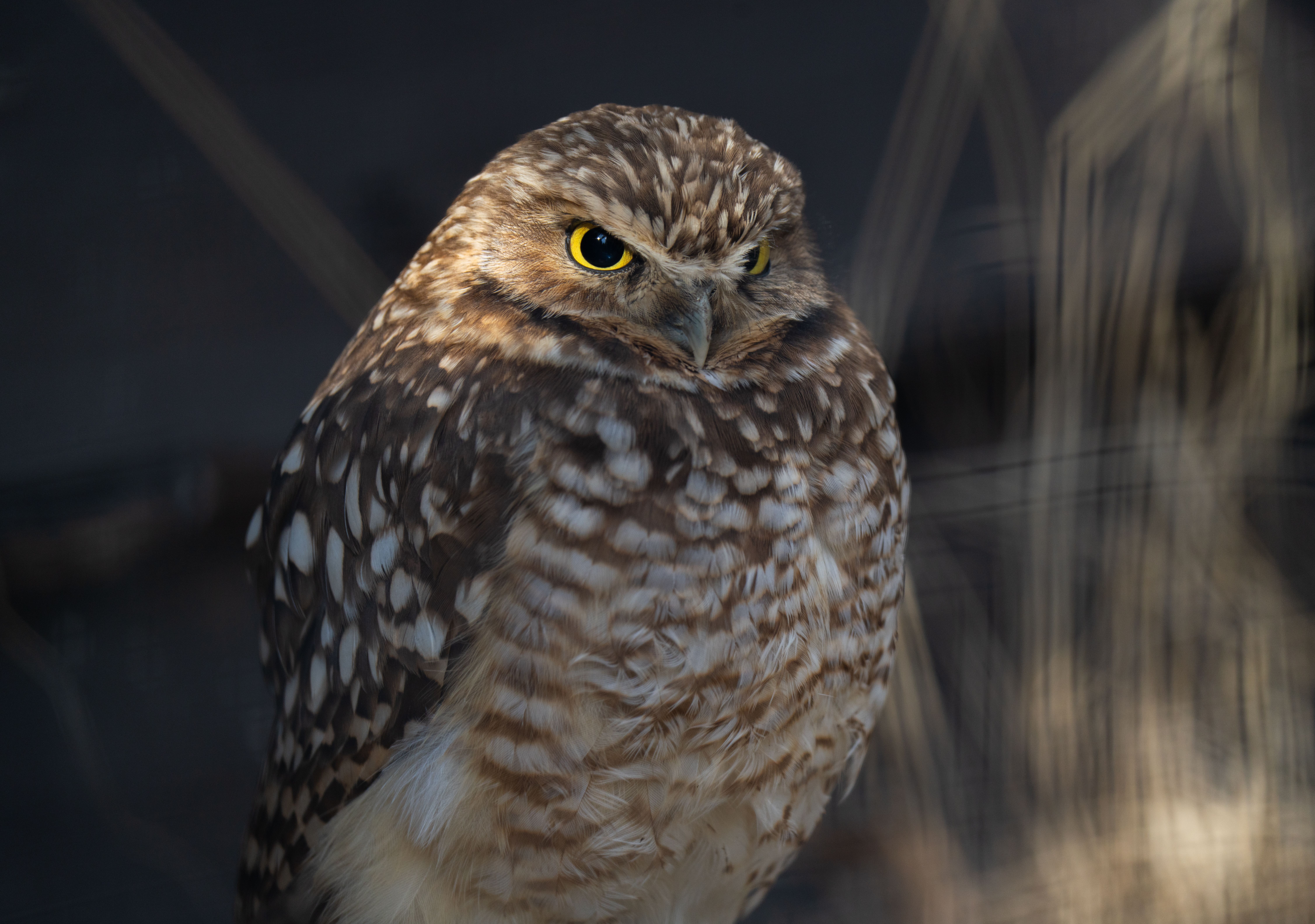 Detailed close-up of a burrowing owl showcasing its distinctive yellow eyes and speckled feathers, captured in Salt Lake City.