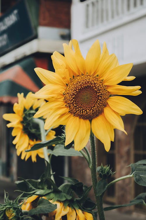 A sunflower is in front of a building