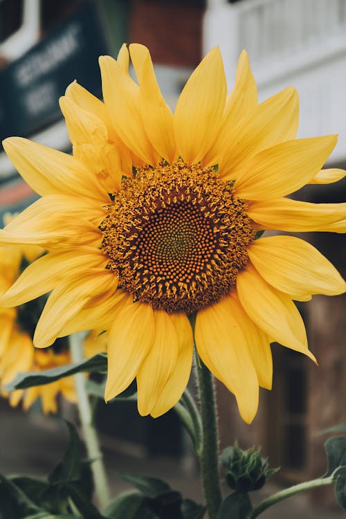 Ilmainen kuvapankkikuva tunnisteilla auringonkukka, kasvi, keltainen