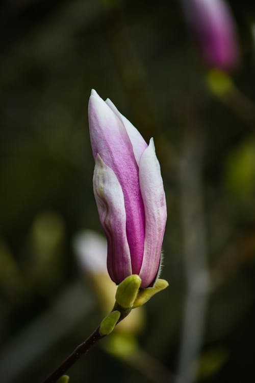 Foto d'estoc gratuïta de flor tancada, magnòlia, natura