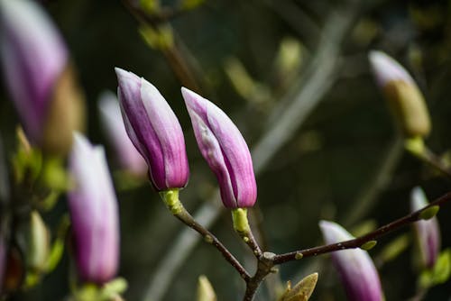 Foto d'estoc gratuïta de brots, delicat, enfocament selectiu