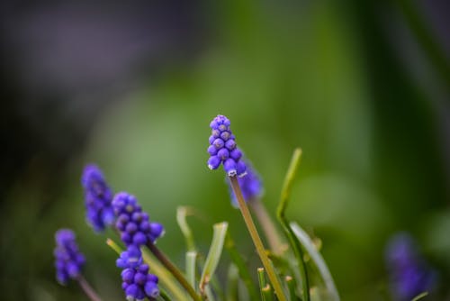 Zwerghyazinthen in ihrer Natur