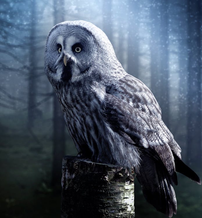 Free Gray Owl Perched on a Tree Stamp Stock Photo
