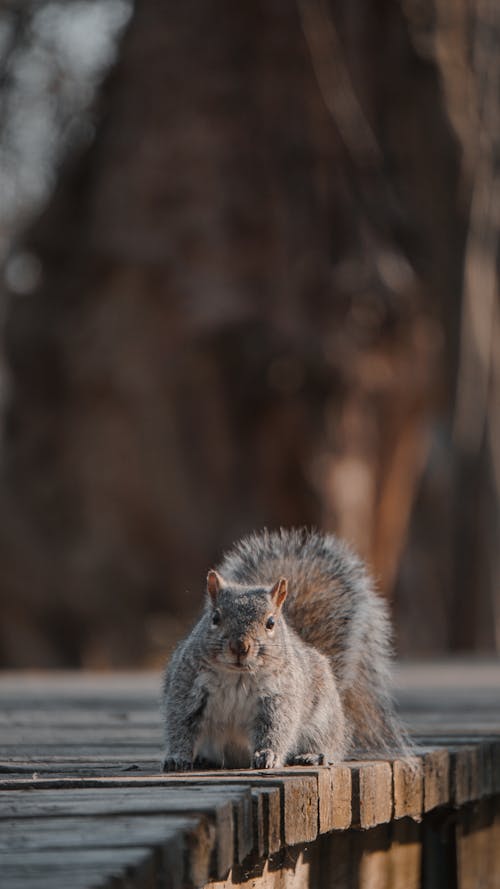 A squirrel is sitting on a wooden bridge