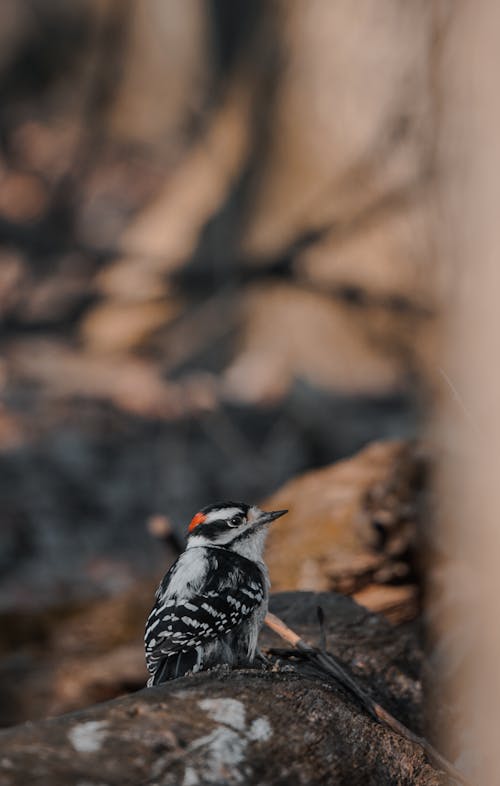 A bird sitting on a log in the woods