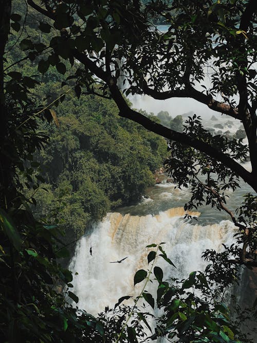 Gratis lagerfoto af Brasilien, flod, iguacu