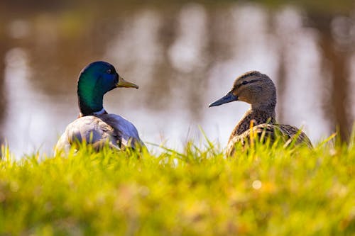 Photos gratuites de canards, herbe, mise au point sélective