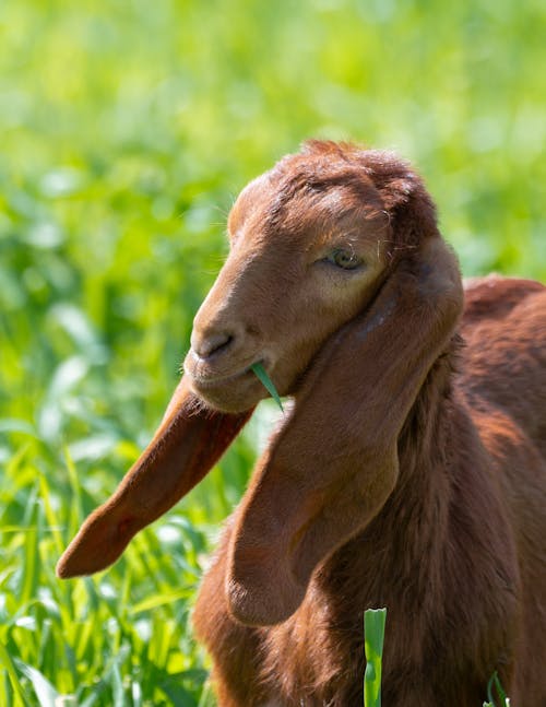 brown-NUBIAN-kid-goat-eating-grass-daytime