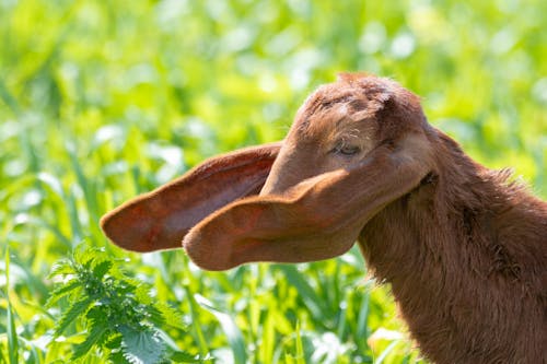 brown-kid-goat-eating-grass-daytime