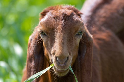 brown-NUBIAN-kid-goat-eating-grass-daytime
