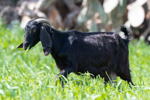 Side View of the Black Bengal Goat