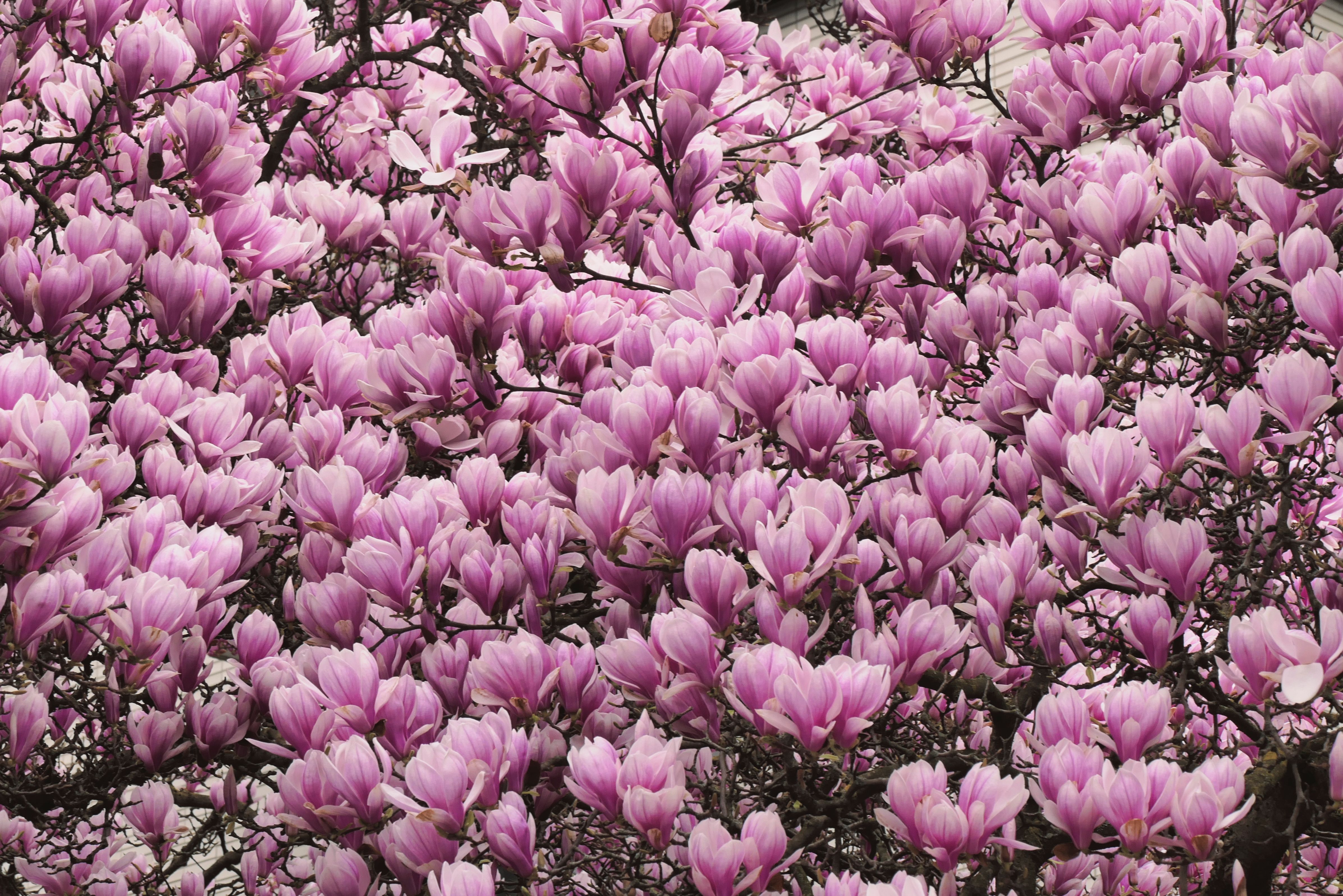 Magnolia tree in full bloom in a residential garden — what not to do when pruning magnolia trees