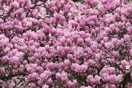 ağaç, bahar, Çiçekler içeren Ücretsiz stok fotoğraf