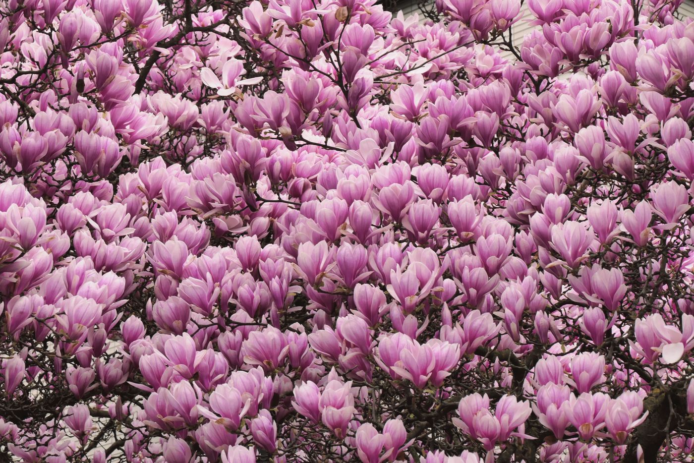 Drzewo magnolii w pełnym rozkwicie — wiosenna magnolia w ogrodzie