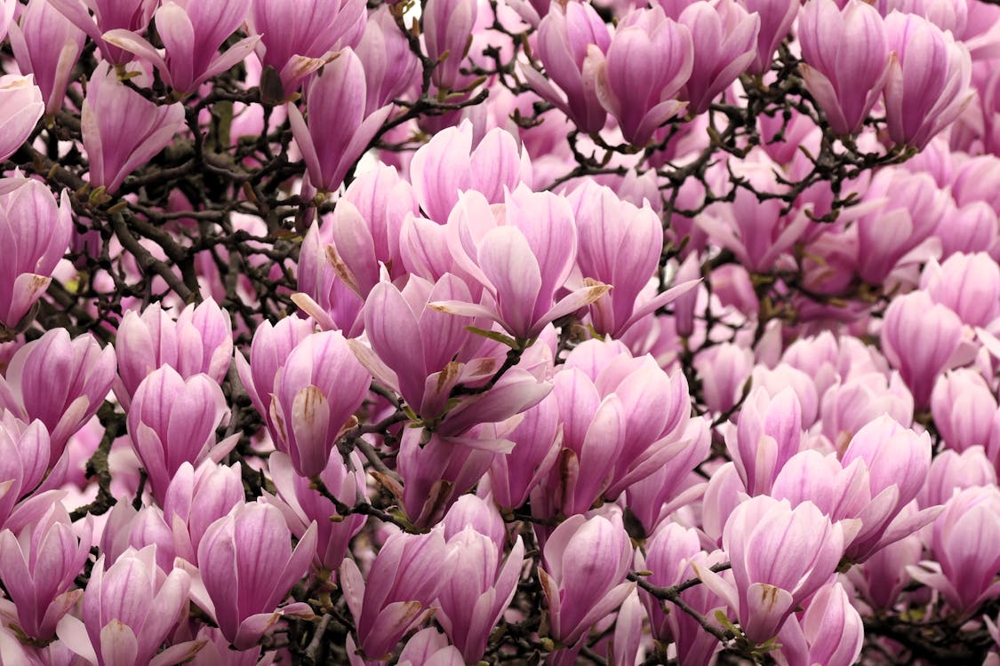 Kostenloses Stock Foto zu blumen, blüte, blütenblatt