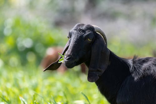 black-goat-eating-grass-daytime