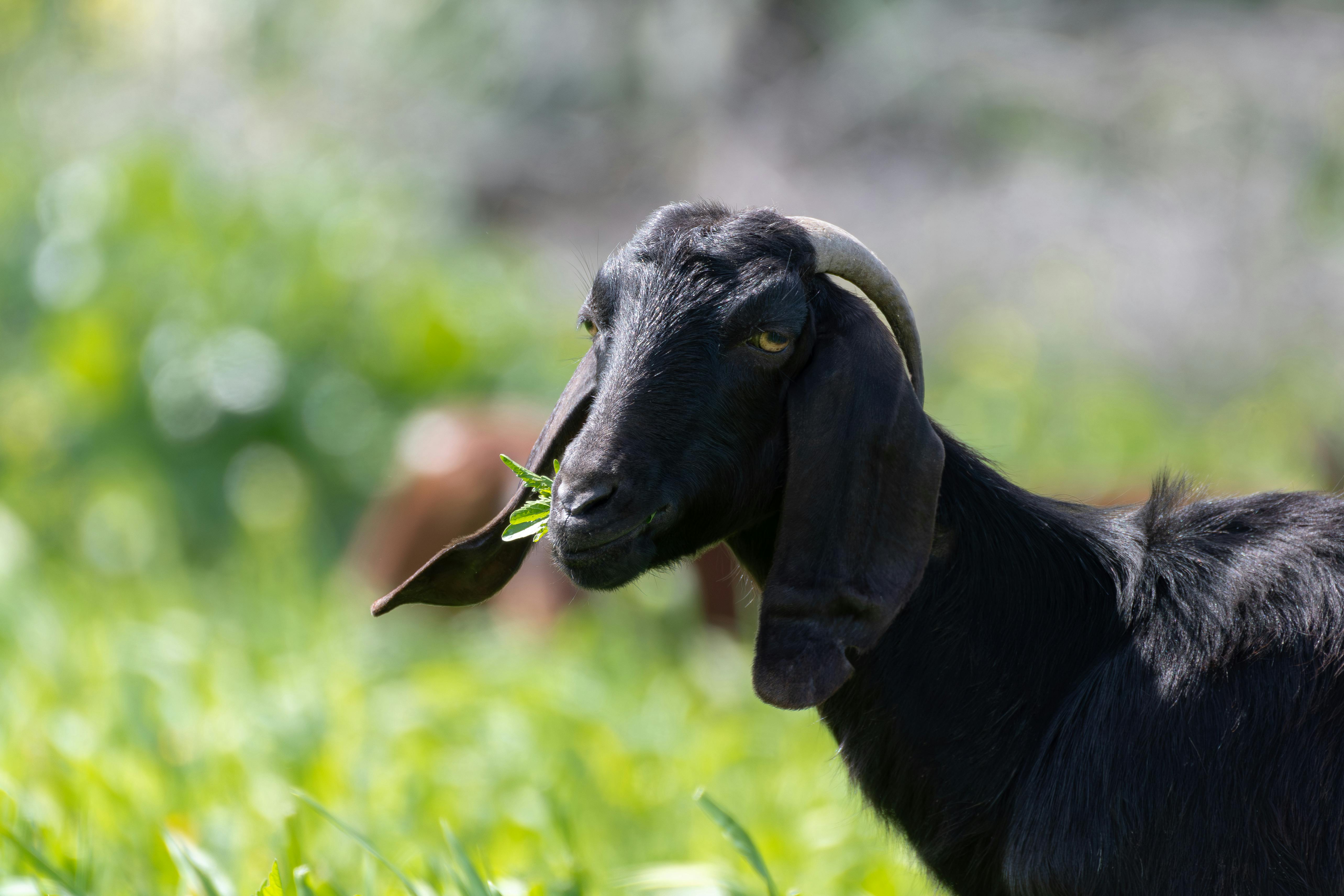 Gratuit Photos gratuites de agriculture, animal à cornes, animal de ferme Photos