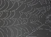 一张布满露珠的蜘蛛网形成了细致的单色纹理图案