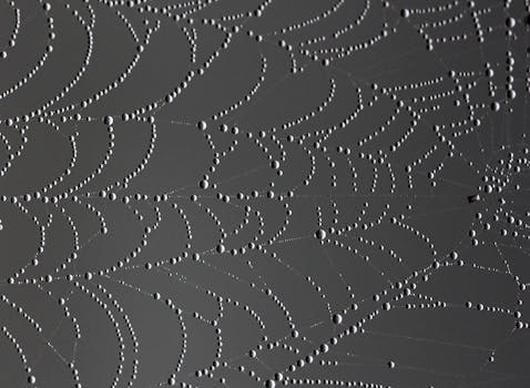 一张布满露珠的蜘蛛网形成了细致的单色纹理图案