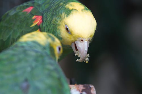 Two parrots are eating food together