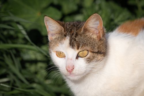 Free Close-up of a cat with striking eyes and detailed fur, captured outdoors. Stock Photo