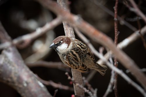 Free A sparrow perches on branches, displaying feathers in a natural setting. Stock Photo