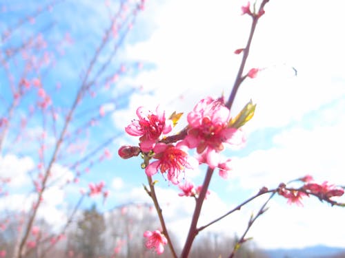 Foto profissional grátis de flor, início da primavera