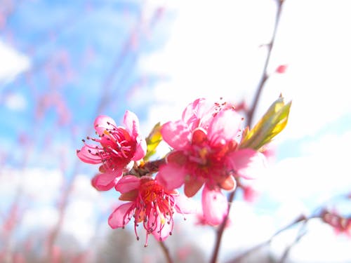 Foto profissional grátis de flor, início da primavera