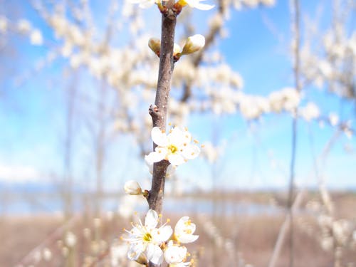 Foto profissional grátis de flor, início da primavera