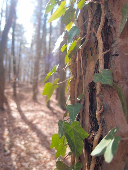 Free stock photo of forest, ivy, tree