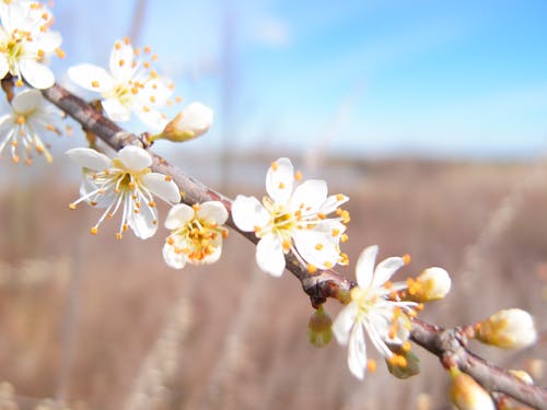 Free stock photo of blossom, early spring, flower