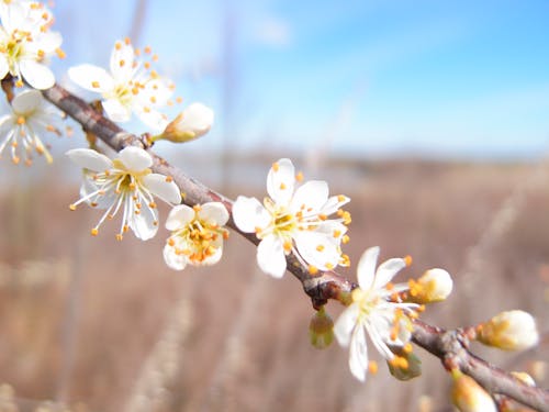 Foto profissional grátis de flor, início da primavera