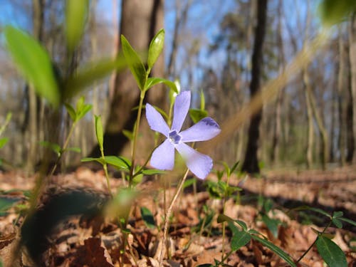 Fotos de stock gratuitas de bosque, flor