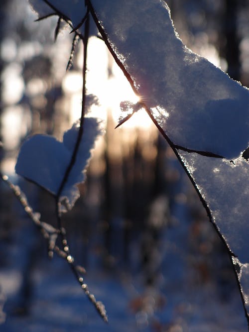 Fotos de stock gratuitas de bosque, nevar, puesta de sol