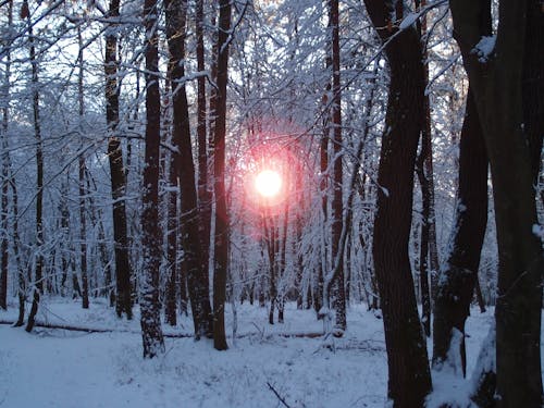 Free stock photo of forest, snow, sunset
