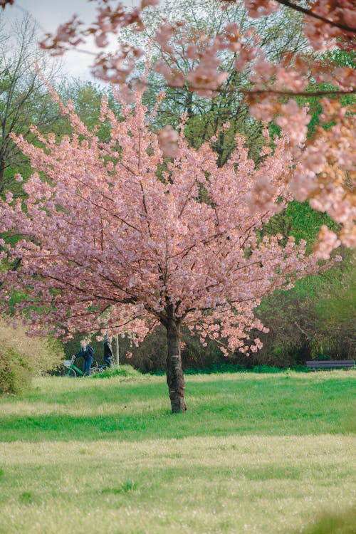 ciepło, wiosna, 드레제와의 무료 스톡 사진