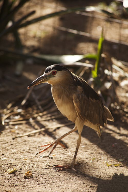 Black - crowned night heron