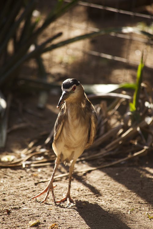 A bird standing on a dirt path with a stick in its mouth