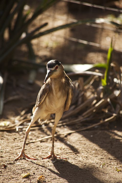 A bird standing on a dirt ground with a stick in its beak