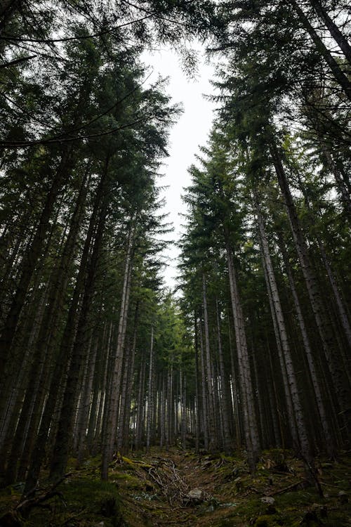 Tall Trees in Evergreen Forest