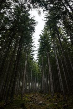 Explore the serene beauty of towering evergreen trees in a dense forest setting.
