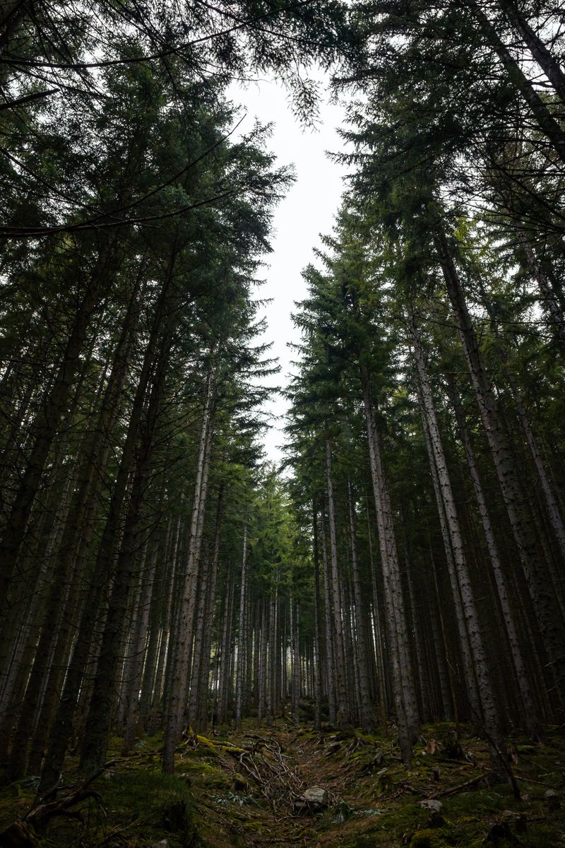 Towering evergreen trees in a dense forest, photo by Barna Morvai on Pexels