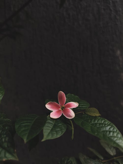 Gratis stockfoto met bloem, bloemblaadje, detailopname