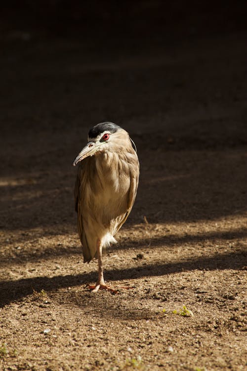 A bird standing on the ground with its head up