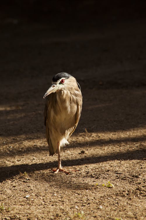 Foto stok gratis burung, fotografi binatang, ilmu burung