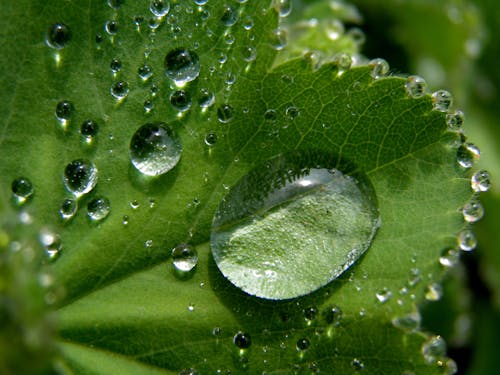 бесплатная Капли воды на зеленом листе Стоковое фото