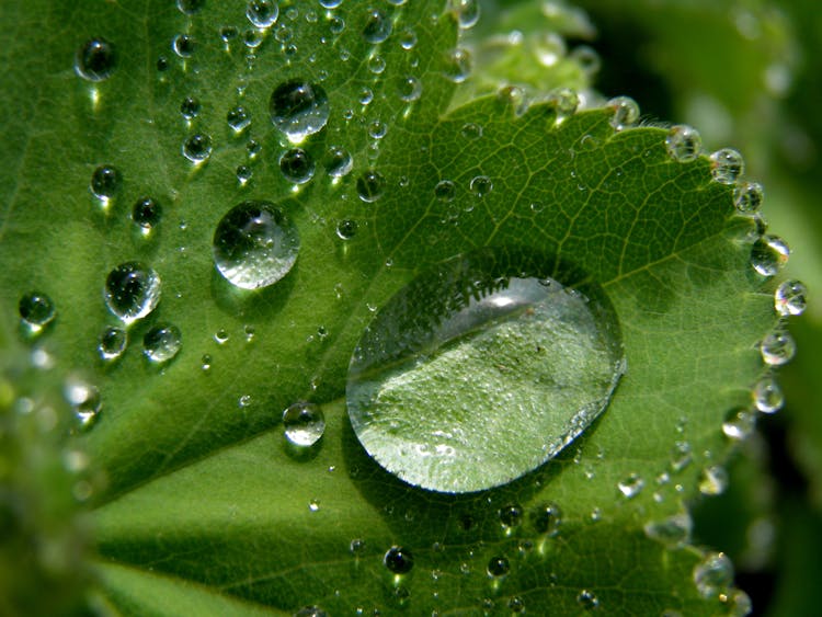 Water Droplets On Green Leaf